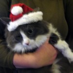 Ingrid in a Santa hat