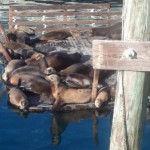 sealions