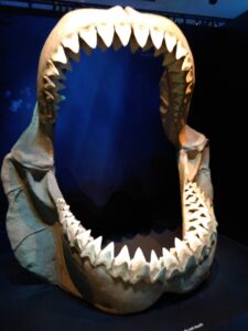 Jaws of a megalodon