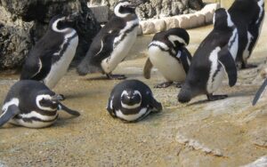 Penguins lounging around