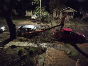 Fallen tree branch on two cars
