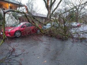 Daytime image of a fallen tree branch that totaled two cars