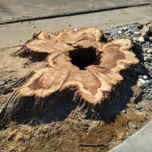 The stump of a huge ol' tree