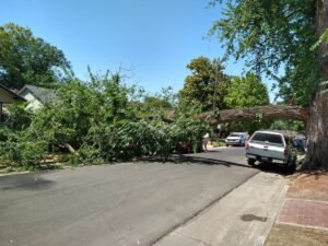 Huge branch across the street