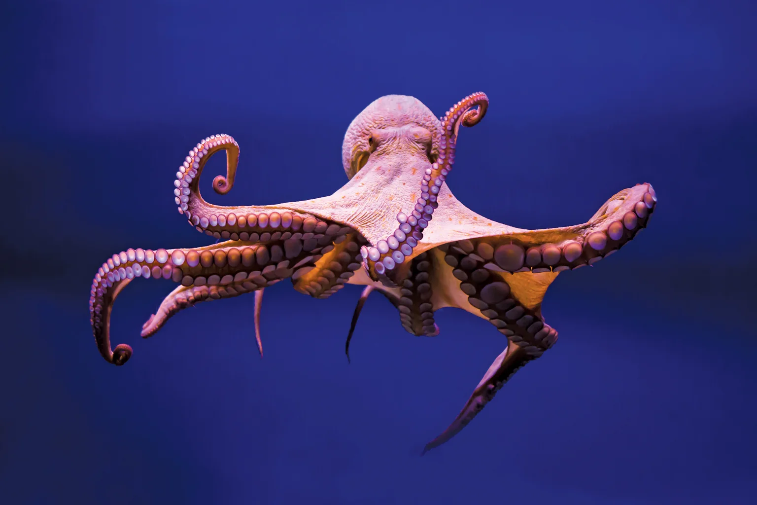 Great Pacific Octopus