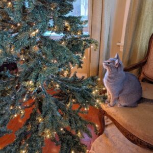 A Christmas Tree with a cat staring at it