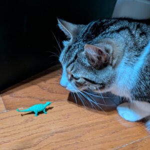 Cat versus Dinosaur